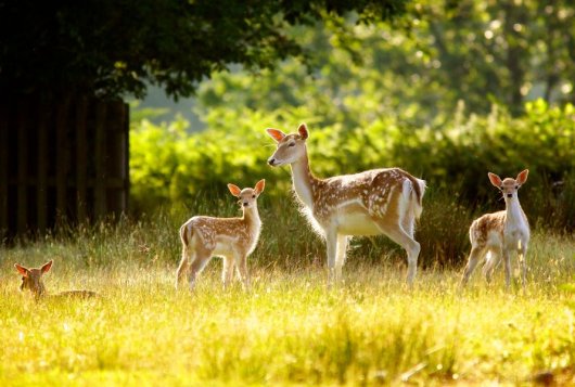 hertjes, foto Shutterstock hertjes, foto Shutterstock