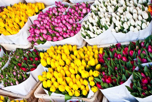tulpen, foto Shutterstock tulpen, foto Shutterstock