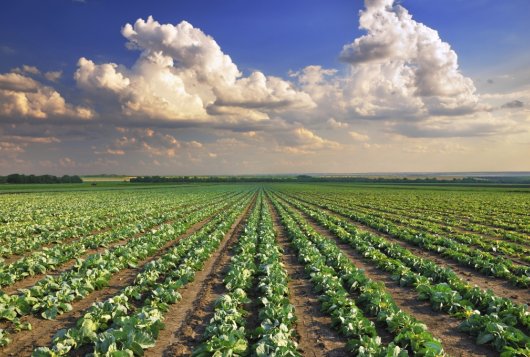akkerbouw, bron Thinkstock akkerbouw, bron Thinkstock