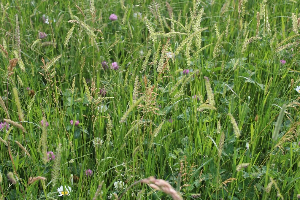 kruidenrijk grasland, foto Karlijn Schouten.jpg kruidenrijk grasland, foto Karlijn Schouten.jpg