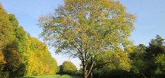 Fraxinus excelsior, bron Pixabay Fraxinus excelsior, bron Pixabay