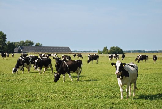 koeien, foto Shutterstock koeien, foto Shutterstock